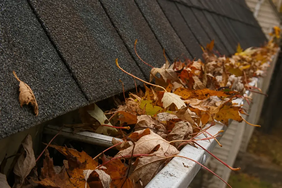 Leaf-carpeted yard and clogged downspout mouth before gutter cleaning in Jacksonville FL