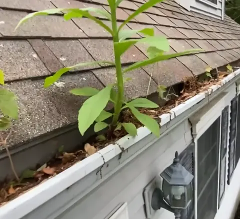 Freshly cleared gutter beside trimmed lawn after a gutter cleaning service Jacksonville visit