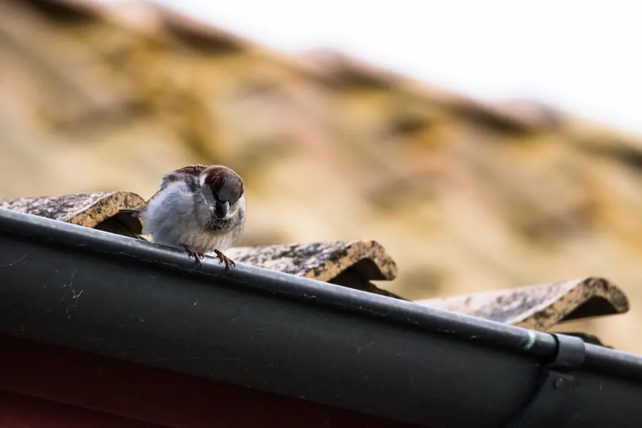 Bird perched on a debris-lined gutter edge — gutter debris removal near Jacksonville