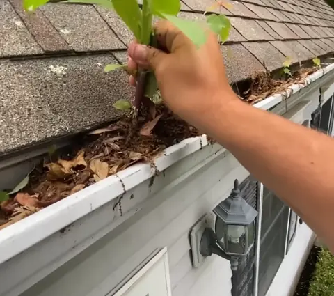 Long gutter run carpeted in moss and debris — overdue gutter maintenance Jacksonville