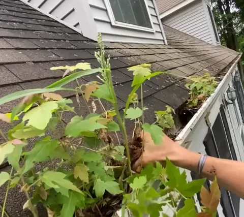 Technician pressure-rinsing a shingle roofline and gutters — roof and gutter washing Jacksonville Florida