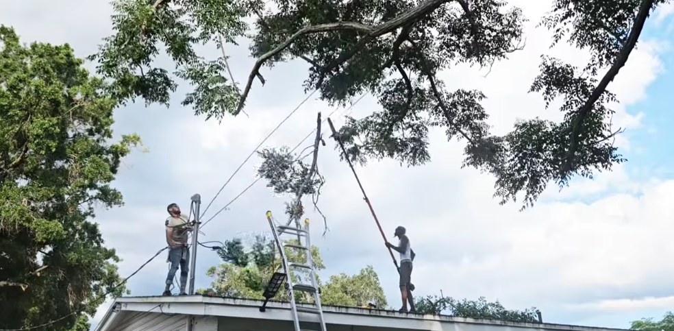 cut the tree